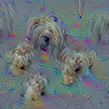 n02097298 Scotch terrier, Scottish terrier, Scottie